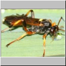 Ichneumon exilicornis - Schlupfwespe w01c 8-9mm - Feuchtwiese mit Bach fdet02b-Joel Valemberg.jpg